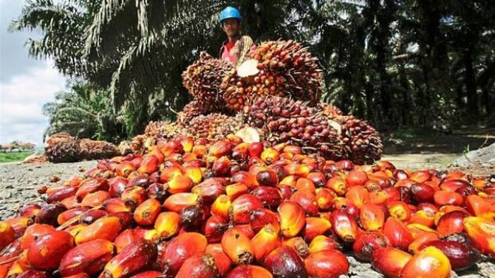 Ekspor CPO Terancam, Prancis Bertekad Stop Impor Minyak Sawit Indonesia 